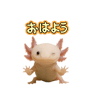 リアルウーパールーパーの気持ち02（個別スタンプ：16）