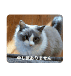 のえるすたんぷ！（個別スタンプ：11）