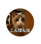 のえるすたんぷ！（個別スタンプ：12）