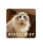 のえるすたんぷ！（個別スタンプ：15）