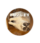のえるすたんぷ！（個別スタンプ：16）