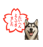 シベリアンハスキー★よくできました！花丸（個別スタンプ：1）