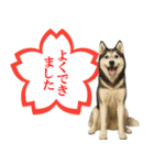 シベリアンハスキー★よくできました！花丸（個別スタンプ：2）