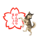 シベリアンハスキー★よくできました！花丸（個別スタンプ：3）