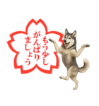 シベリアンハスキー★よくできました！花丸（個別スタンプ：4）