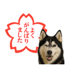 シベリアンハスキー★よくできました！花丸（個別スタンプ：5）