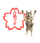 シベリアンハスキー★よくできました！花丸（個別スタンプ：7）