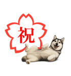 シベリアンハスキー★よくできました！花丸（個別スタンプ：9）