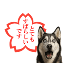 シベリアンハスキー★よくできました！花丸（個別スタンプ：10）