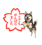 シベリアンハスキー★よくできました！花丸（個別スタンプ：11）