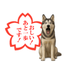 シベリアンハスキー★よくできました！花丸（個別スタンプ：12）