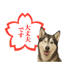 シベリアンハスキー★よくできました！花丸（個別スタンプ：13）