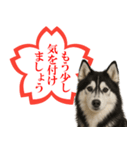 シベリアンハスキー★よくできました！花丸（個別スタンプ：14）