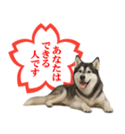 シベリアンハスキー★よくできました！花丸（個別スタンプ：16）