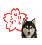 シベリアンハスキー★よくできました！花丸（個別スタンプ：17）