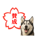 シベリアンハスキー★よくできました！花丸（個別スタンプ：18）