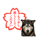 シベリアンハスキー★よくできました！花丸（個別スタンプ：19）
