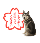 シベリアンハスキー★よくできました！花丸（個別スタンプ：20）