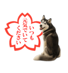 シベリアンハスキー★よくできました！花丸（個別スタンプ：21）