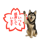 シベリアンハスキー★よくできました！花丸（個別スタンプ：22）