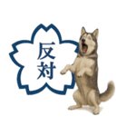 シベリアンハスキー★よくできました！花丸（個別スタンプ：23）