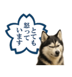 シベリアンハスキー★よくできました！花丸（個別スタンプ：24）