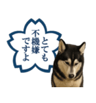 シベリアンハスキー★よくできました！花丸（個別スタンプ：25）