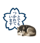シベリアンハスキー★よくできました！花丸（個別スタンプ：26）