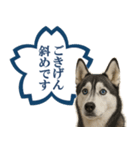 シベリアンハスキー★よくできました！花丸（個別スタンプ：27）
