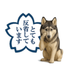 シベリアンハスキー★よくできました！花丸（個別スタンプ：28）