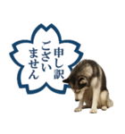 シベリアンハスキー★よくできました！花丸（個別スタンプ：29）