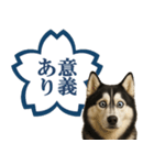 シベリアンハスキー★よくできました！花丸（個別スタンプ：30）