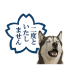 シベリアンハスキー★よくできました！花丸（個別スタンプ：31）