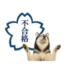 シベリアンハスキー★よくできました！花丸（個別スタンプ：32）