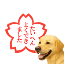 ラブラドールレトリバー★よくできました！（個別スタンプ：1）