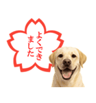 ラブラドールレトリバー★よくできました！（個別スタンプ：2）