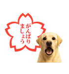 ラブラドールレトリバー★よくできました！（個別スタンプ：3）