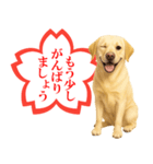 ラブラドールレトリバー★よくできました！（個別スタンプ：4）