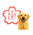 ラブラドールレトリバー★よくできました！（個別スタンプ：5）