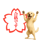 ラブラドールレトリバー★よくできました！（個別スタンプ：7）