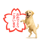 ラブラドールレトリバー★よくできました！（個別スタンプ：8）