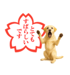 ラブラドールレトリバー★よくできました！（個別スタンプ：10）