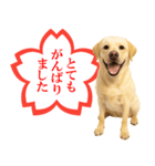 ラブラドールレトリバー★よくできました！（個別スタンプ：11）