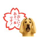 ラブラドールレトリバー★よくできました！（個別スタンプ：12）