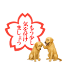ラブラドールレトリバー★よくできました！（個別スタンプ：14）