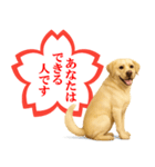 ラブラドールレトリバー★よくできました！（個別スタンプ：16）