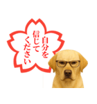 ラブラドールレトリバー★よくできました！（個別スタンプ：17）