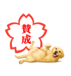 ラブラドールレトリバー★よくできました！（個別スタンプ：18）