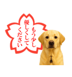 ラブラドールレトリバー★よくできました！（個別スタンプ：19）