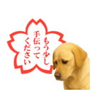 ラブラドールレトリバー★よくできました！（個別スタンプ：20）